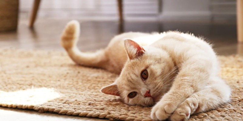 Cat care & grooming