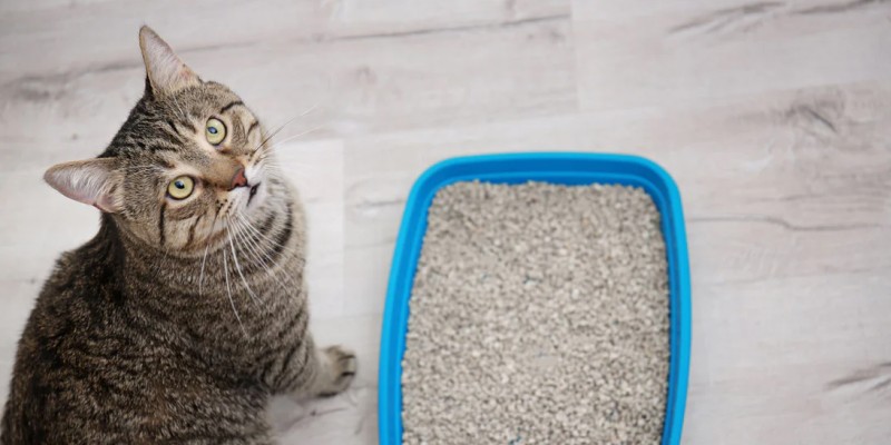 Cat litter