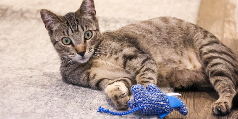 Cat toys