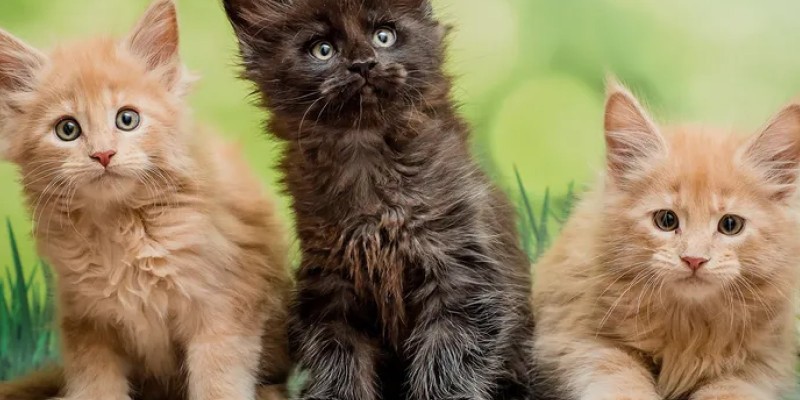 Cats
