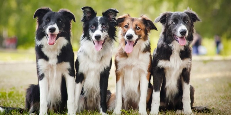 Dogs
