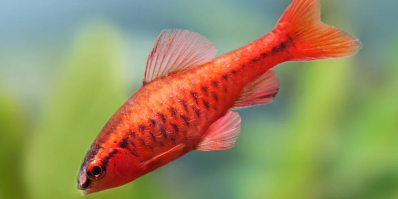 Fish