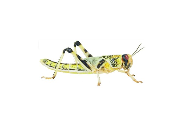 Live Locusts