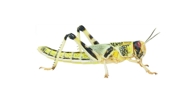 Reptile live food
