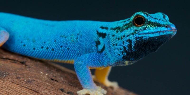 Reptiles
