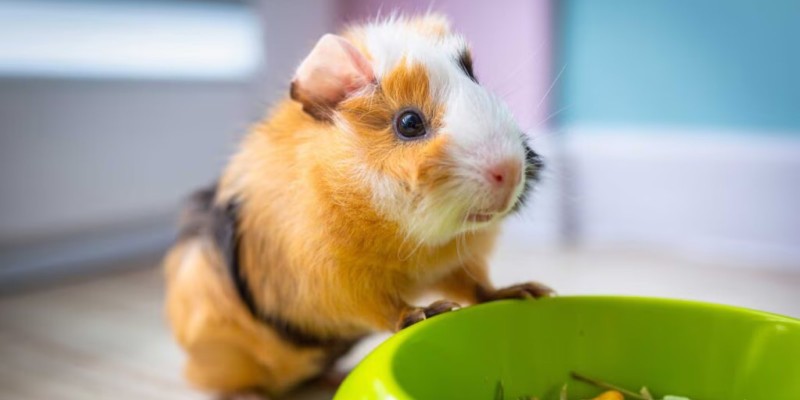 Guinea pig food