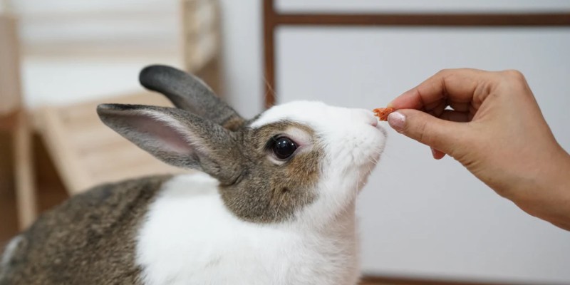 Rabbit snacks