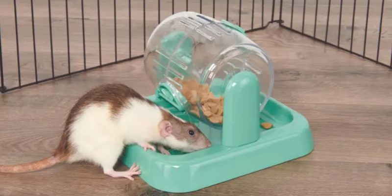 Rat toys