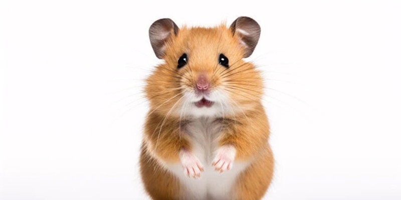 Rodents